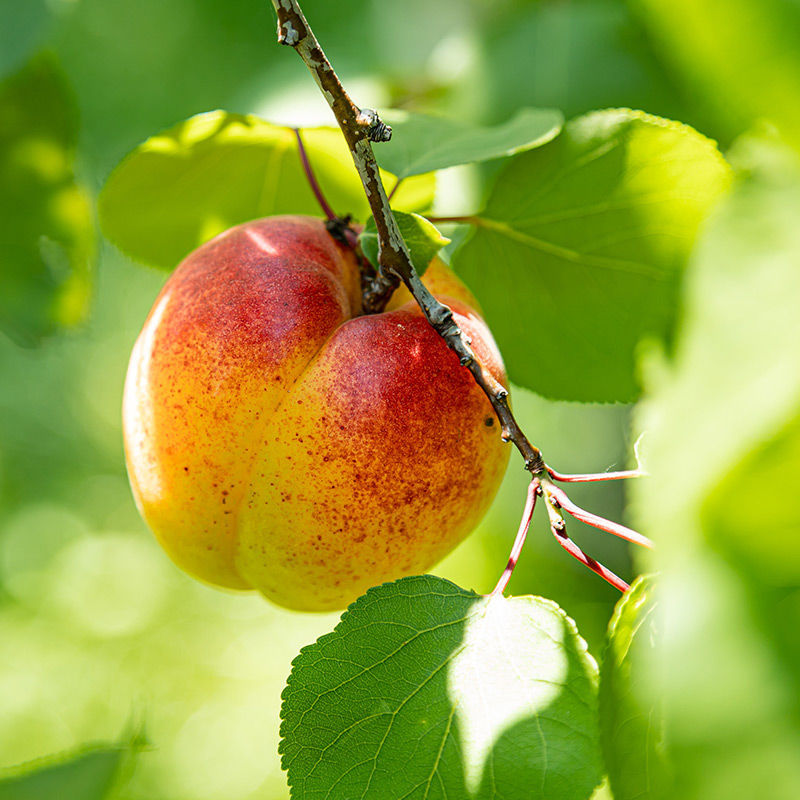 Buy affordable Honeycrisp Apple trees at our online nursery - Arbor Day  Foundation