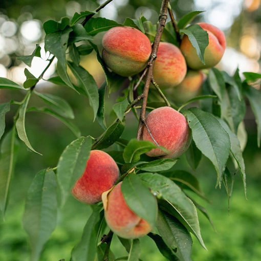 Picture of Redhaven Peach
