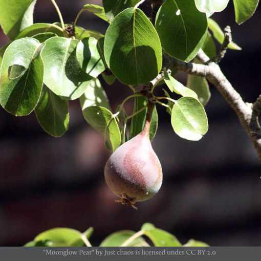 Picture of Moonglow Pear