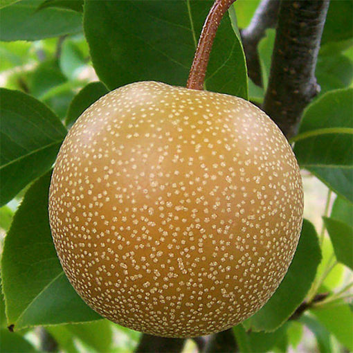 Buy affordable Pear trees at our online nursery - Arbor Day Foundation
