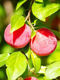 Picture of AU Rosa Plum