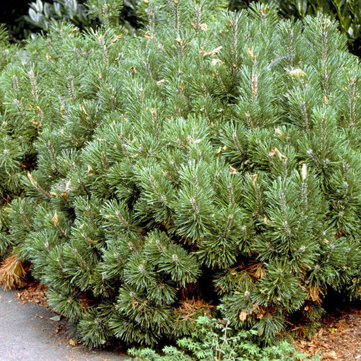 Eastern White Pine