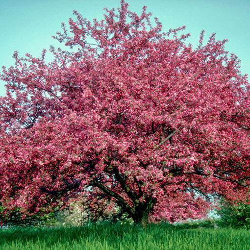 Picture of Robinson Crabapple