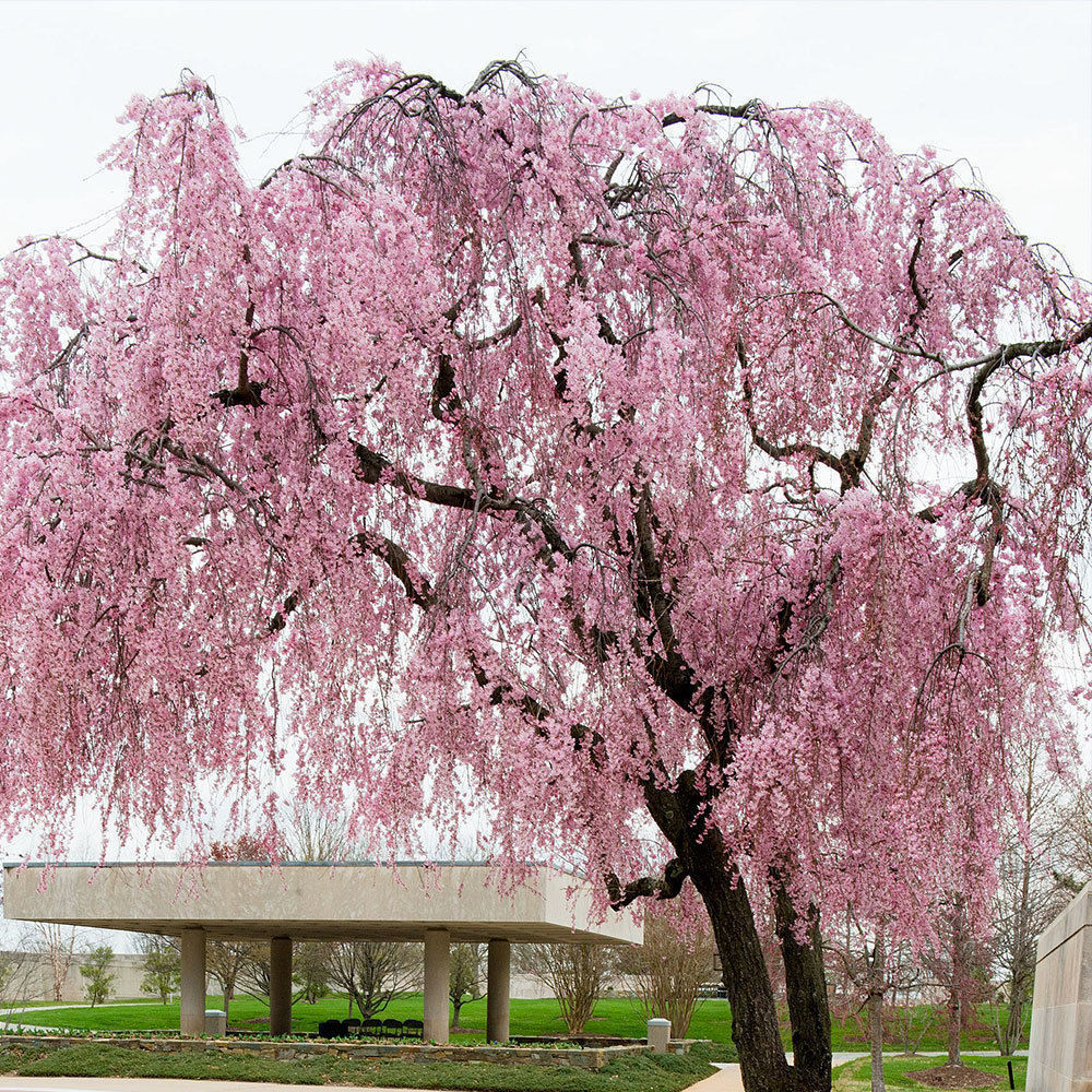 Weeping Yoshino Cherry Trees For Sale At Arbor Day s Online 60 OFF