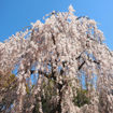 Picture of Weeping Yoshino Flowering Cherry