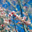 Picture of Okame Flowering Cherry