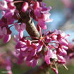 Picture of Eastern Redbud