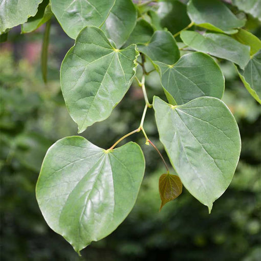 Eastern Redbud Trees for Sale at Arbor Day's Online Tree Nursery ...