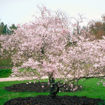 Autumnalis Flowering Cherry