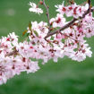 Autumnalis Flowering Cherry Leaf Detail Closeup