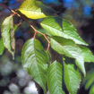 Autumnalis Flowering Cherry Leaf Detail Closeup