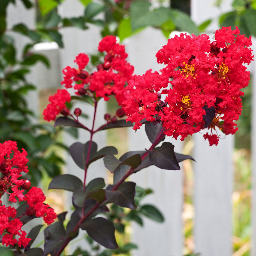 Ruffled Red Magic Crape Myrtle For Sale Online