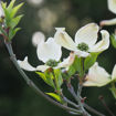 Picture of Cherokee Princess® White Dogwood