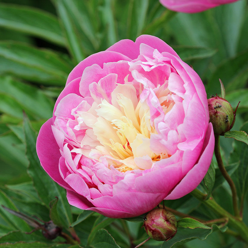 How to Choose the Best Peonies