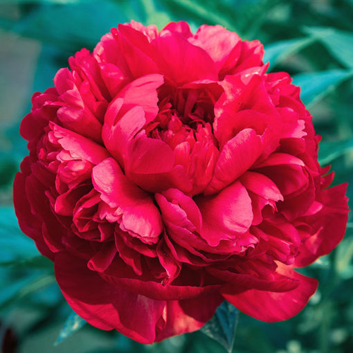 Picture of Command Performance Peony