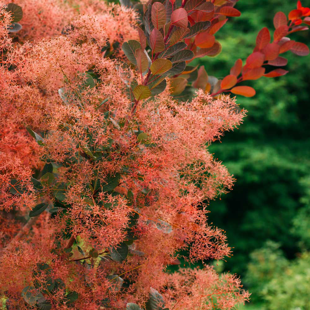 buy affordable smoketree trees at our online nursery. arbor day