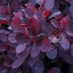 Picture of Royal Purple Smoketree