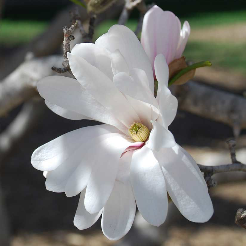 Buy affordable Star Magnolia trees at our online nursery - Arbor