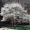 Picture of Centennial Star Magnolia