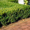 Picture of Winter Gem Boxwood