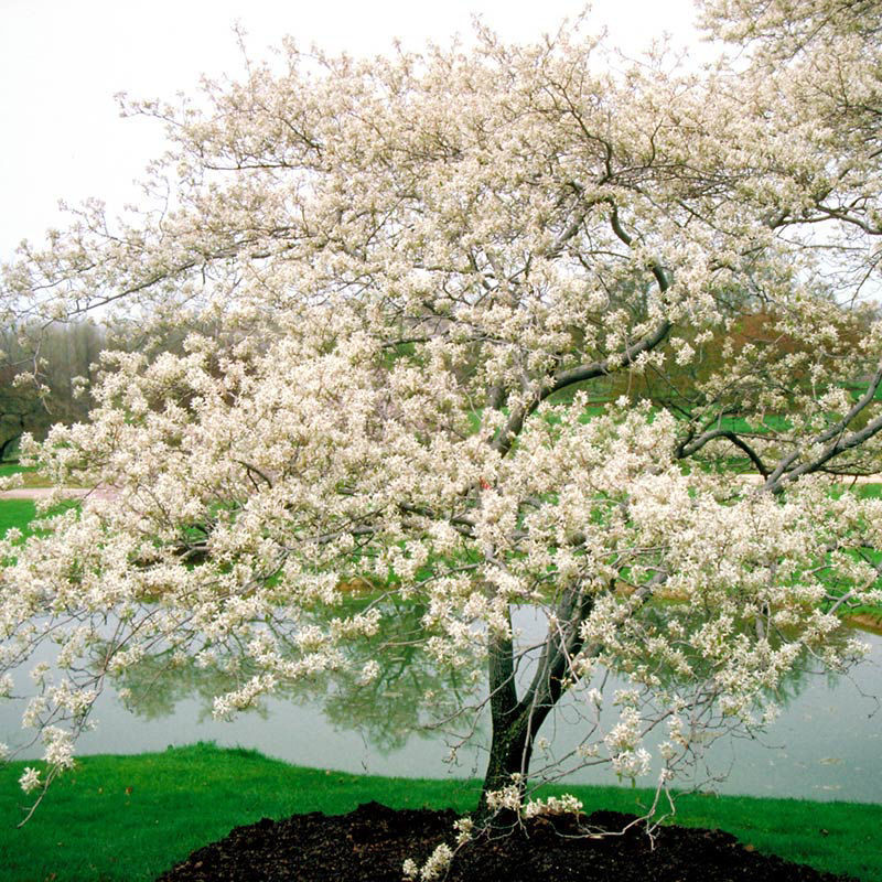 Shadblow Serviceberry Trees for Sale at Arbor Day's Online Tree