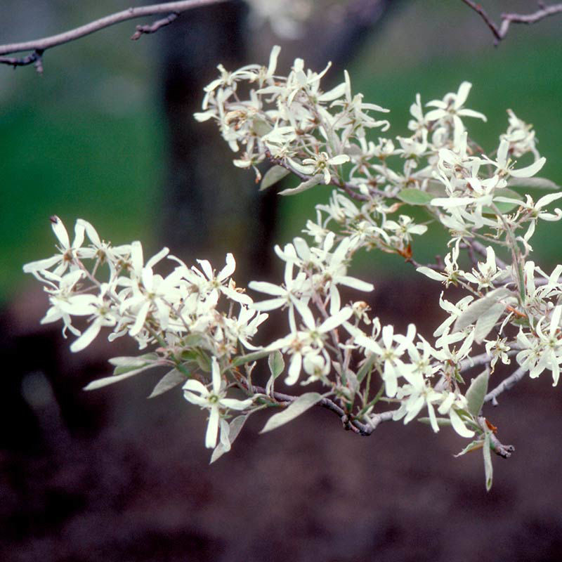 Shadblow Serviceberry Trees For Sale At Arbor Day's Online Tree Nursery ...