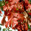 Picture of Autumn Blaze Maple
