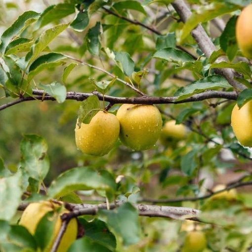 5-N-1 Apple