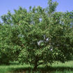 Picture of Sugar Tyme Crabapple