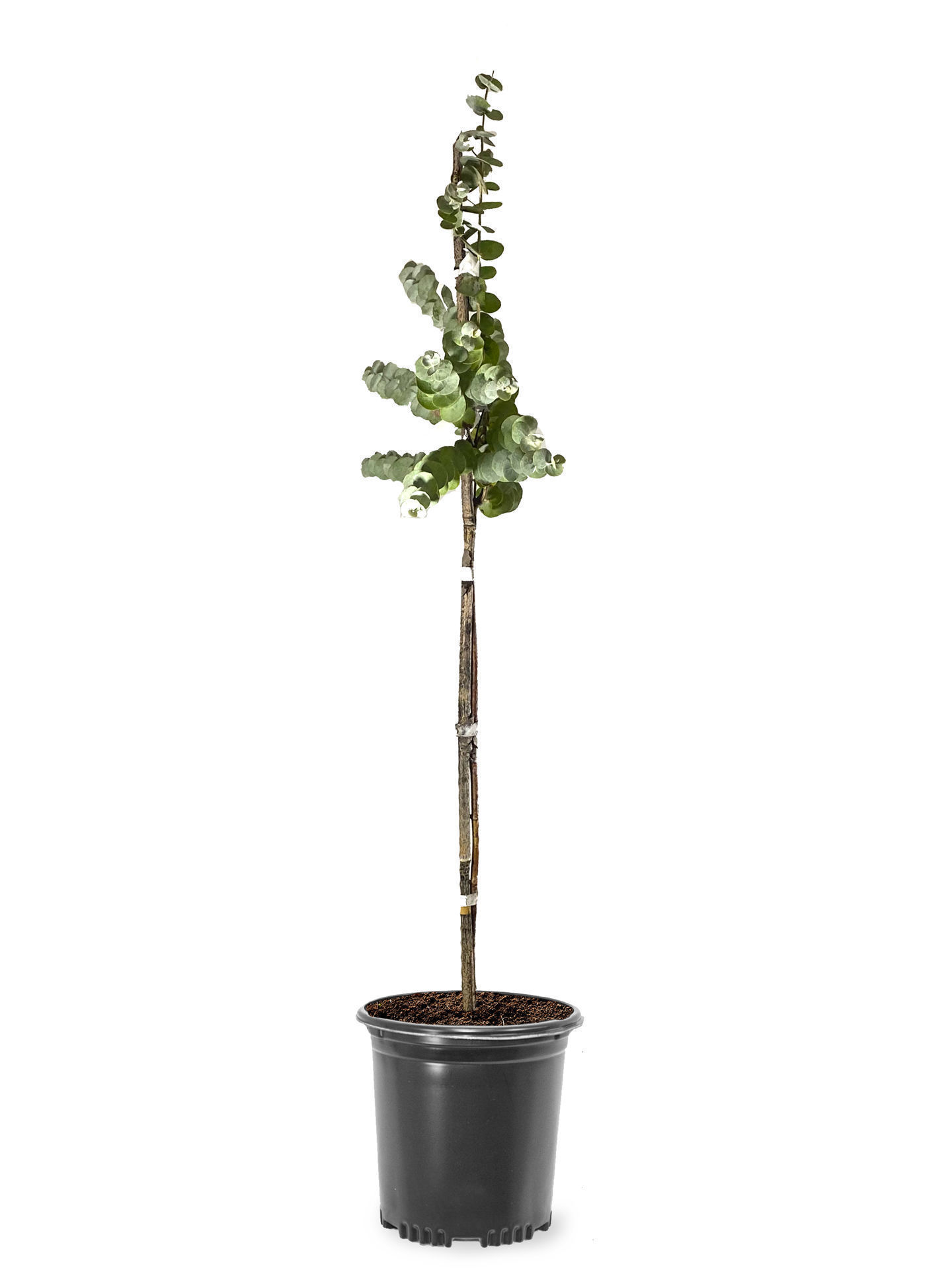 Buy Affordable Baby Blue Eucalyptus Trees Arbor Day Foundation   0003100 Baby Blue Eucalyptus 