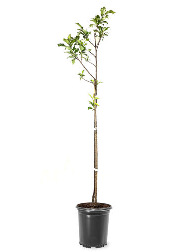 AU Rubrum Plum Trees for Sale at Arbor Day's Online Tree Nursery ...