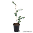 Picture of Eucalyptus Silver Dollar