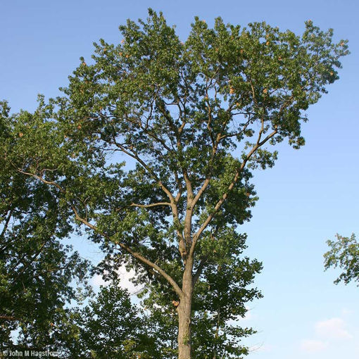 Buy affordable Autumn Color Collection (5 trees) trees at our online ...