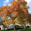 Picture of Autumn Color Collection (5 trees)