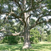 Picture of Big Magnificent Tree Collection (5 trees)