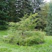 Picture of Fast-Growing Screen - Windbreak Collection (12 trees)