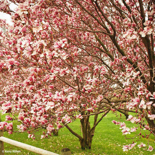 Buy affordable Homeowner Collection (5 trees) trees at our online ...