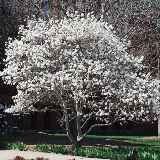 Buy affordable Homeowner Collection (5 trees) trees at our online ...