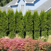 Picture of Mixed Screen - Windbreak Collection (12 trees)