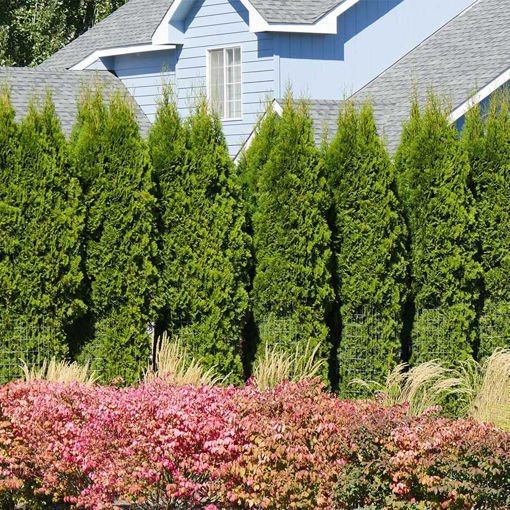 Picture of Screen - Windbreak Collection - Eastern (12 trees)