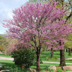 Picture of Spring Color Collection (5 Trees)