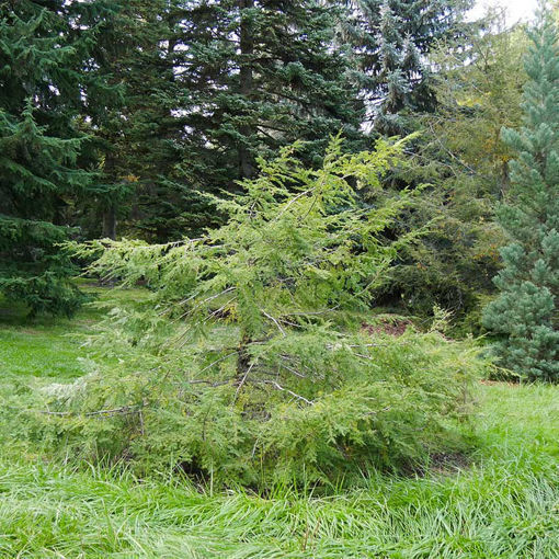 Buy affordable Trees for Birds Collection (5 trees) trees at our online ...