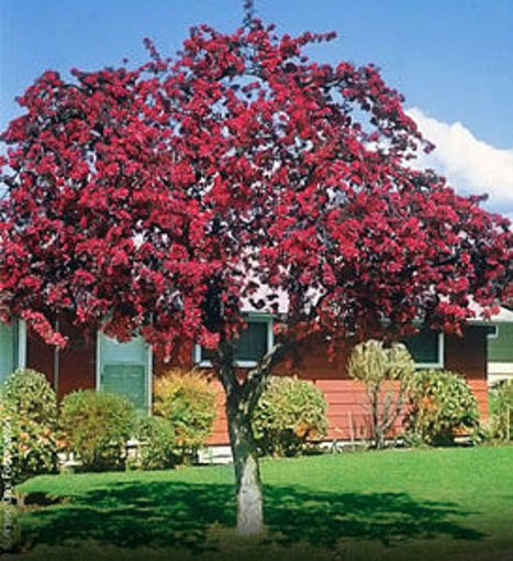 Buy affordable Trees for Wildlife Collection (5 trees) trees at our ...