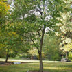 Picture of Trees for Wildlife Collection (5 trees)