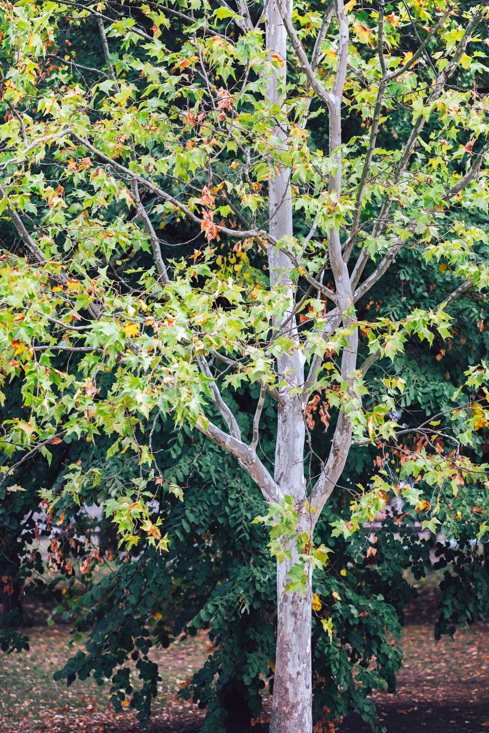 American Sycamore Trees For Sale At Arbor Day S Online Tree Nursery   0003210 American Sycamore 