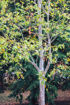 Picture of American Sycamore
