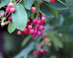 Picture of Autumn Brilliance® Apple Serviceberry