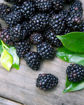 Picture of Black Jewel Raspberry