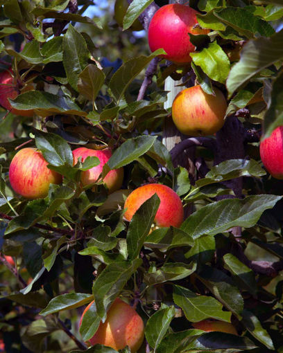 Granny Smith Apple Trees for Sale at Arbor Day's Online Tree Nursery -  Arbor Day Foundation