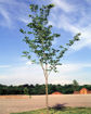 Picture of Valley Forge Elm
